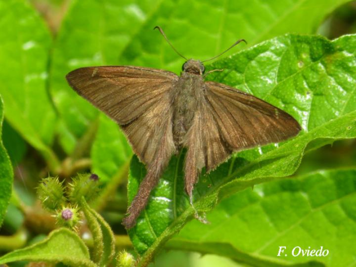 Spicauda simplicius (Saltarina cola larga de llano)
