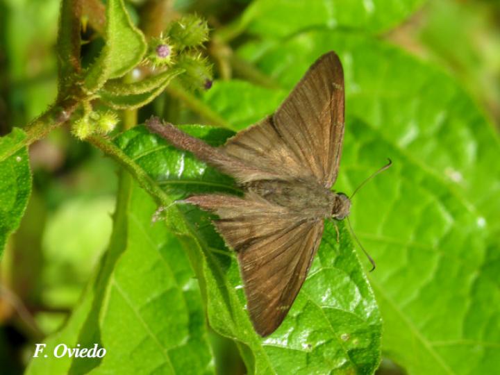 Spicauda simplicius (Saltarina cola larga de llano)