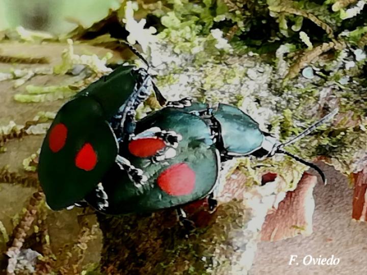 Stolas lebasii (Escarabajo tortuga)