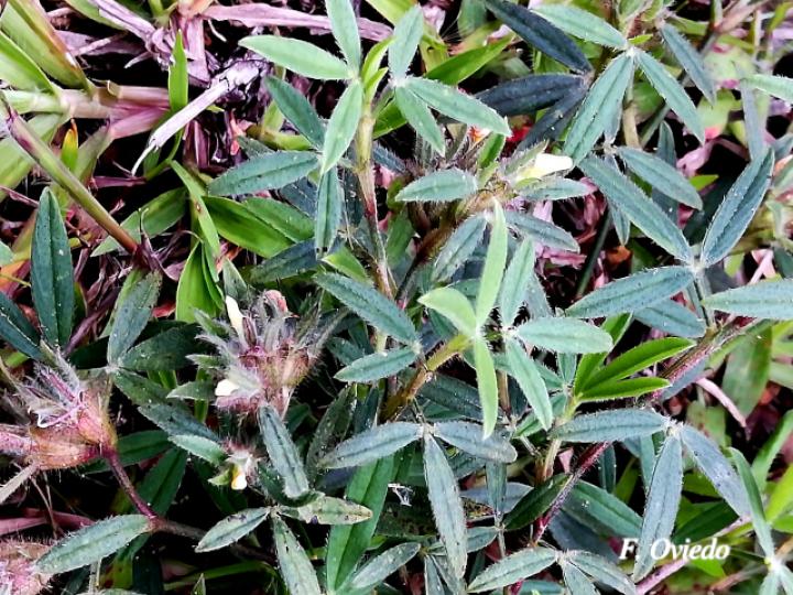 Stylosanthes guianensis