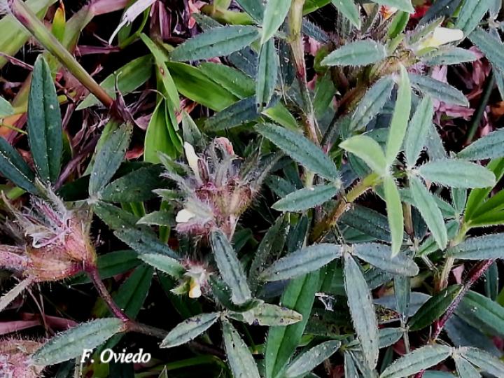 Stylosanthes guianensis