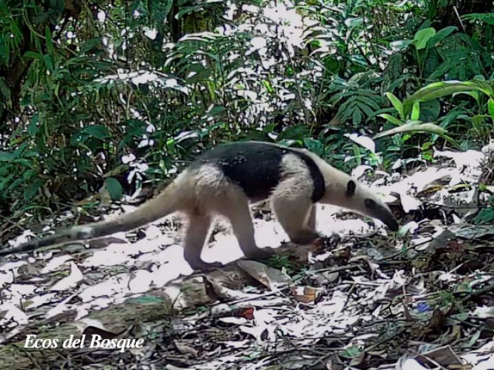 Tamandua mexicana (Oso hormiguero)