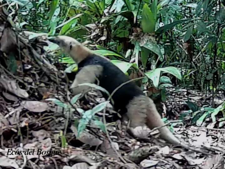 Tamandua mexicana (Oso hormiguero)