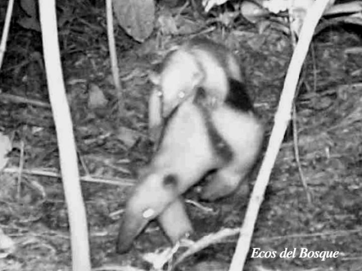 Tamandua mexicana (Oso hormiguero)