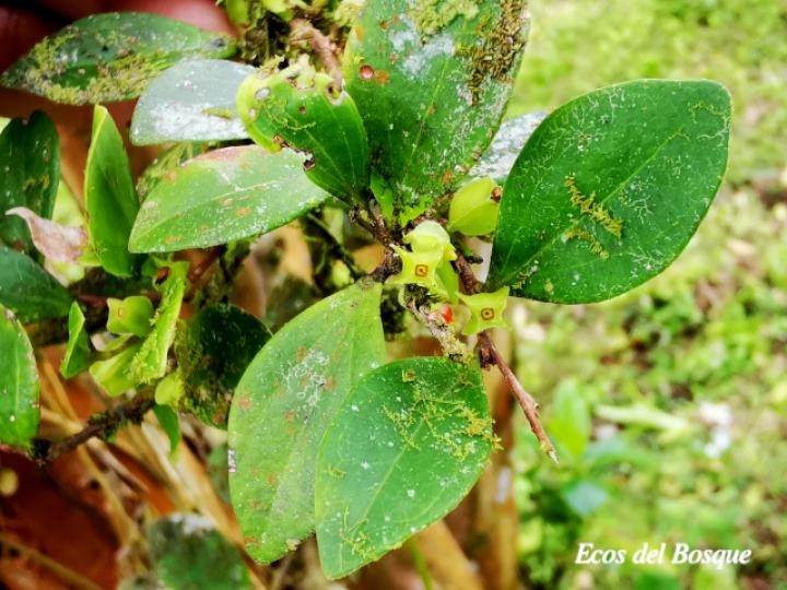 Themistoclesia pentandra