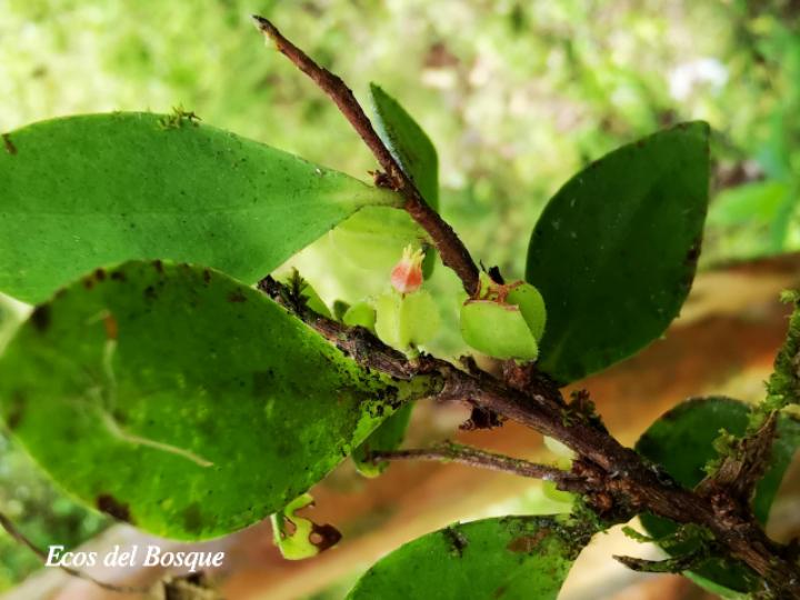 Themistoclesia pentandra