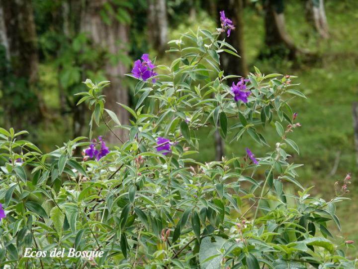 Tibouchina urvilleana (Nazareno)