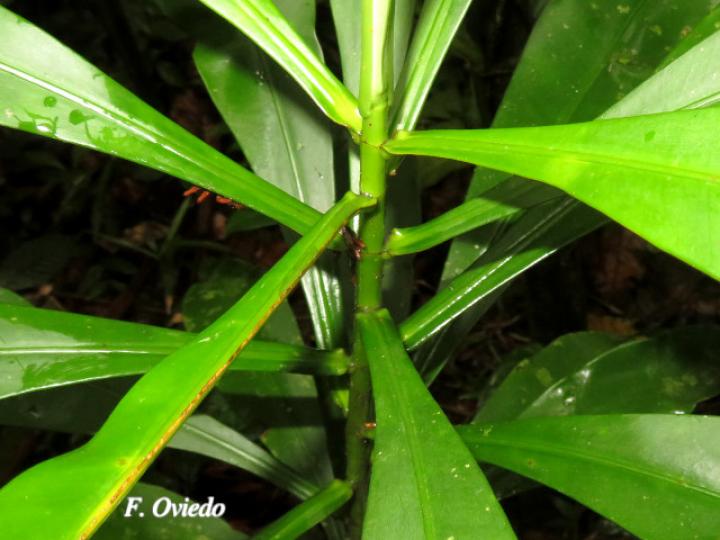 Tovomita weddelliana (Mangle blanco) Tovomita weddelliana (Mangle blanco)