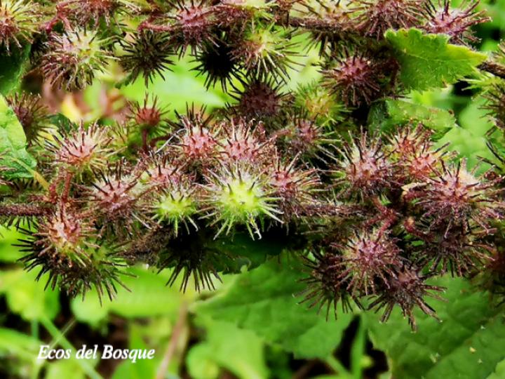 Triumfetta lappula (Mozote)