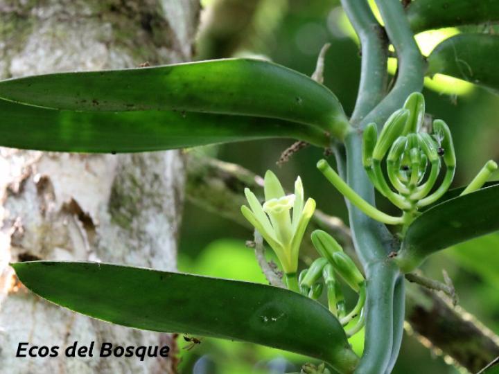Vanilla planifolia