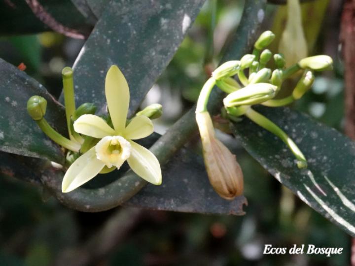 Vanilla planifolia