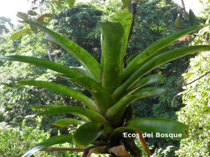 Werauhia kupperiana Werauhia kupperiana