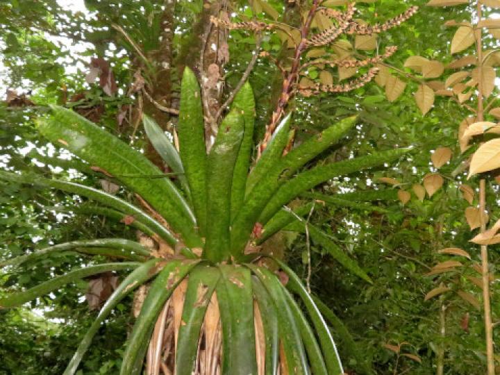 Werauhia kupperiana Werauhia kupperiana