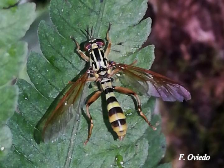 Acrochaeta flaveola