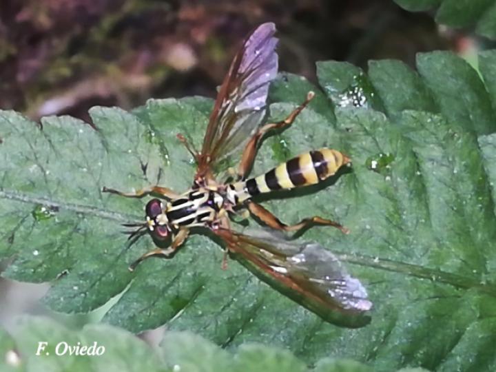 Acrochaeta flaveola