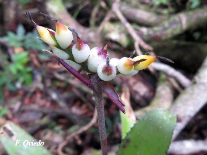 Aechmea angustifolia