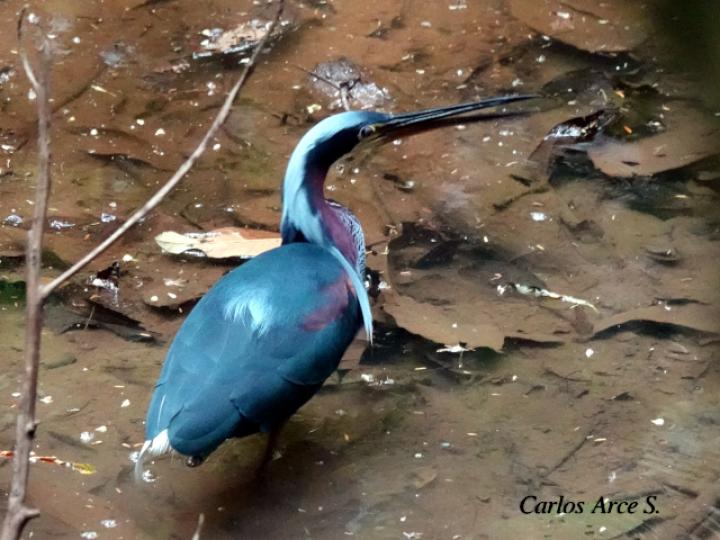 Agamia agami (Garza agami)