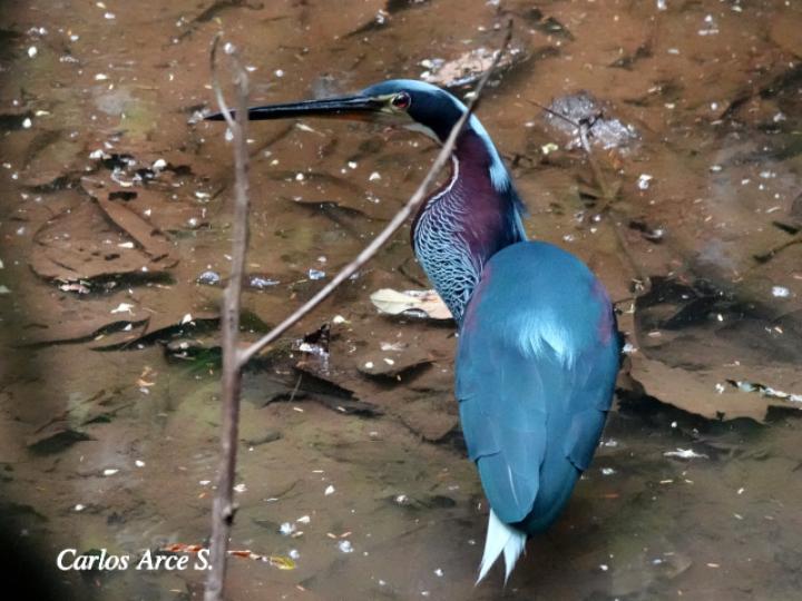 Agamia agami (Garza agami)