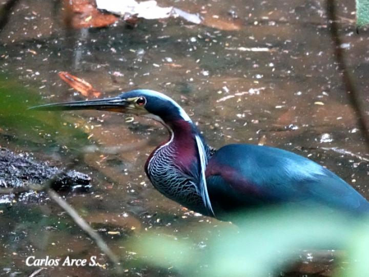 Agamia agami (Garza agami)