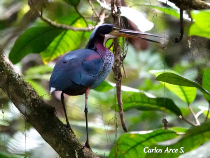 Agamia agami (Garza agami)