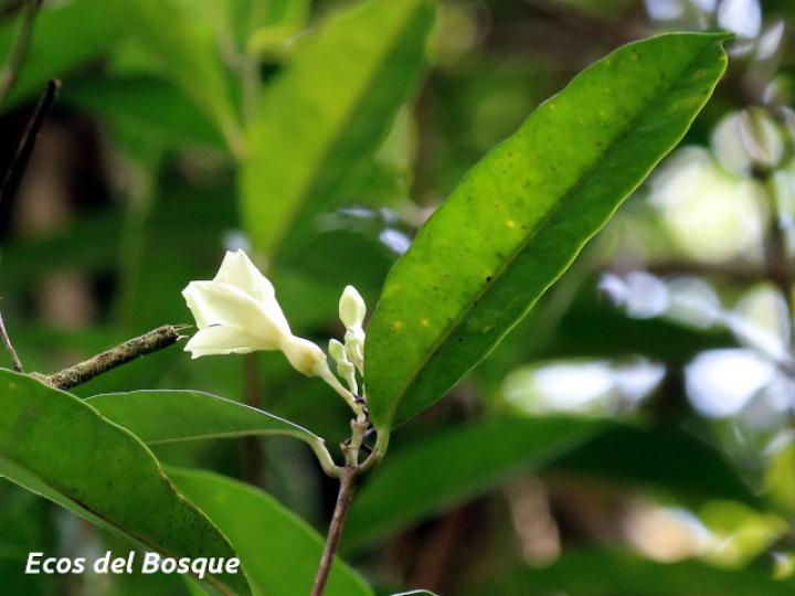 Allomarkgrafia plumeriiflora
