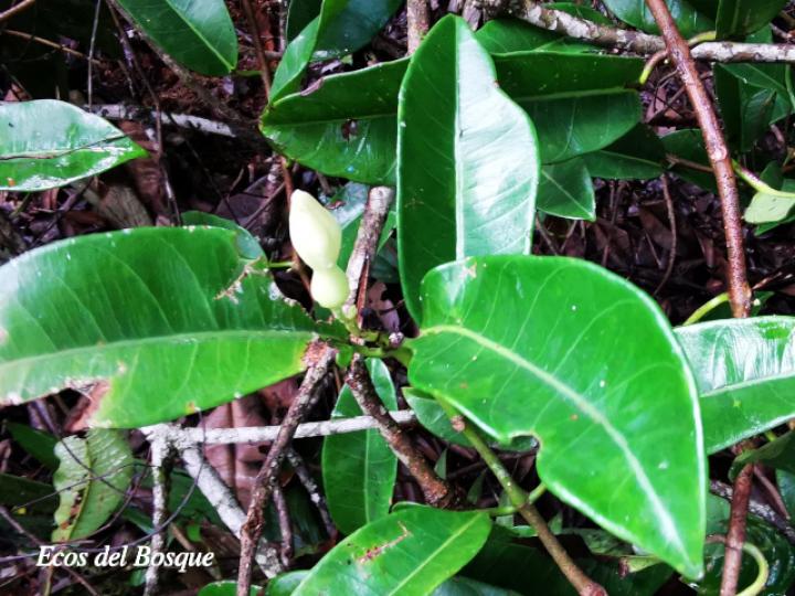 Allomarkgrafia plumeriiflora