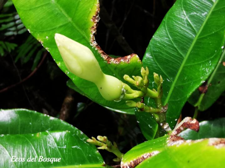 Allomarkgrafia plumeriiflora