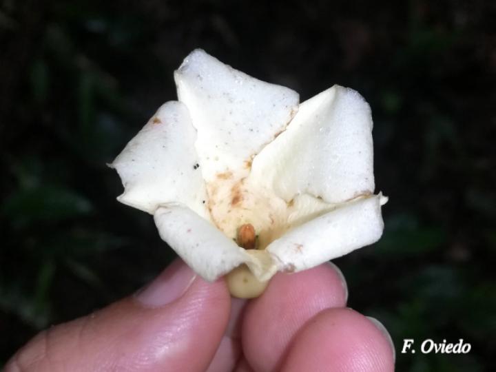 Allomarkgrafia plumeriiflora