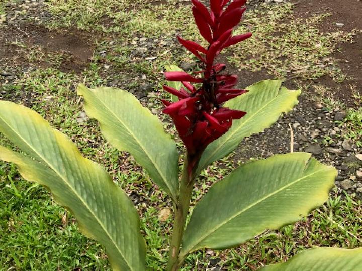Alpinia purpurata (Ginger)