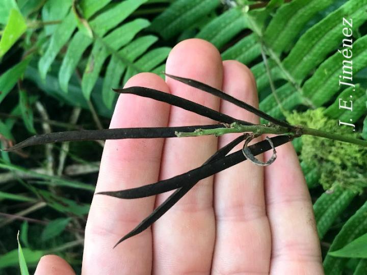 Ancistrotropis peduncularis