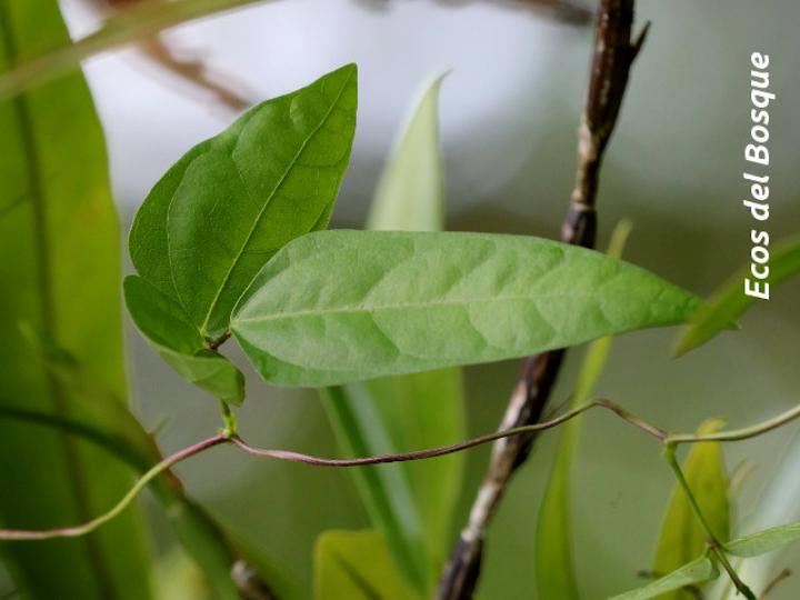 Ancistrotropis peduncularis