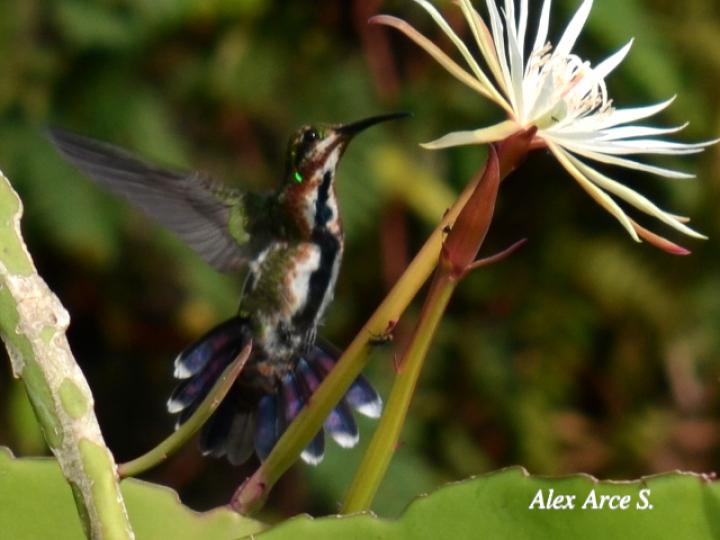 Anthracothorax prevostii (Manguito pechiverde)