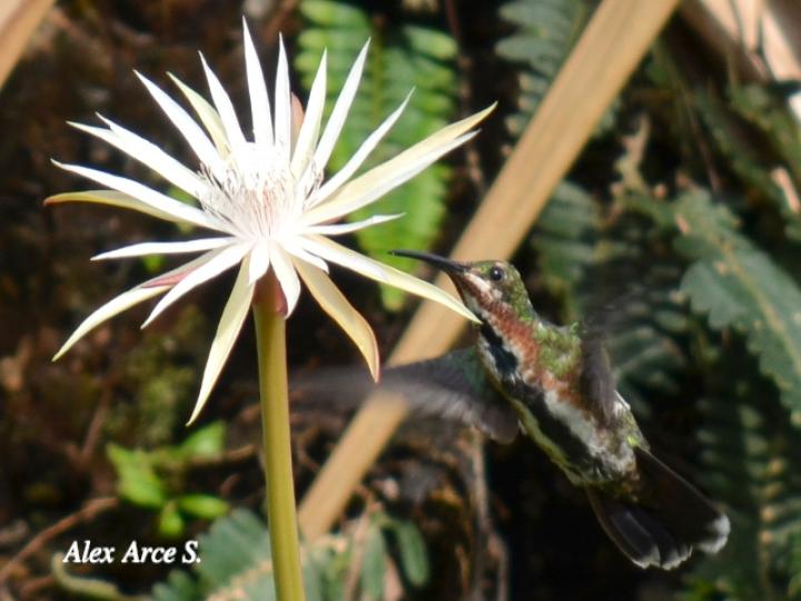 Anthracothorax prevostii (Manguito pechiverde)
