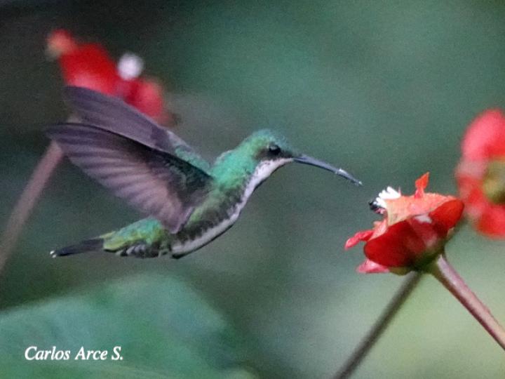 Anthracothorax prevostii (Manguito pechiverde)