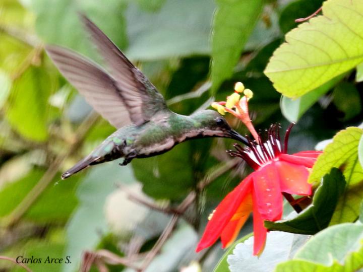 Anthracothorax prevostii (Manguito pechiverde)