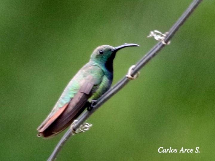 Anthracothorax prevostii (Manguito pechiverde)