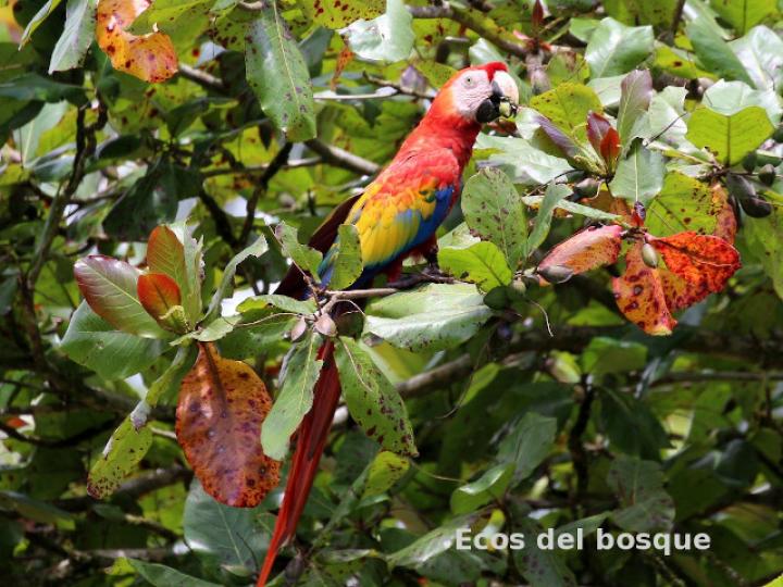 Ara macao (Lapa roja)