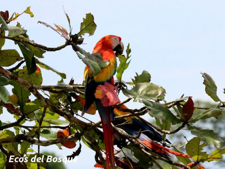 Ara macao (Lapa roja)