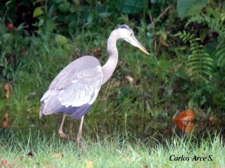 Ardea herodias (Garzón azulado, Garza ceniza )