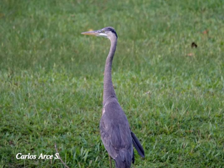 Ardea herodias (Garzón azulado, Garza ceniza )