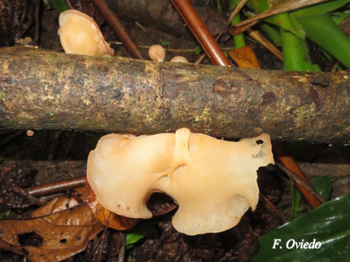 Auricularia cornea (Oreja de palo)