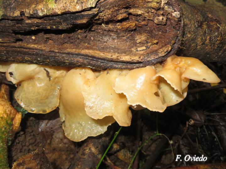 Auricularia cornea (Oreja de palo)