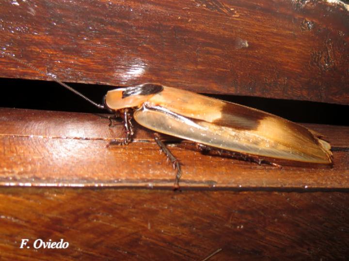 Blaberus giganteus (Cucaracha gigante de cueva)
