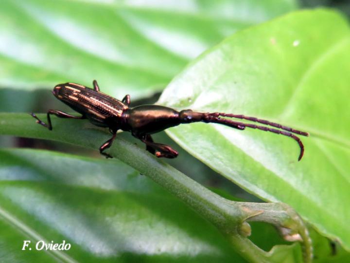 Brentus sp1 (Gorgojo de pico recto)