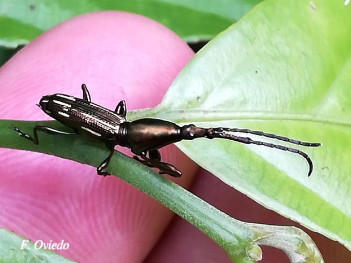 Brentus sp1 (Gorgojo de pico recto)