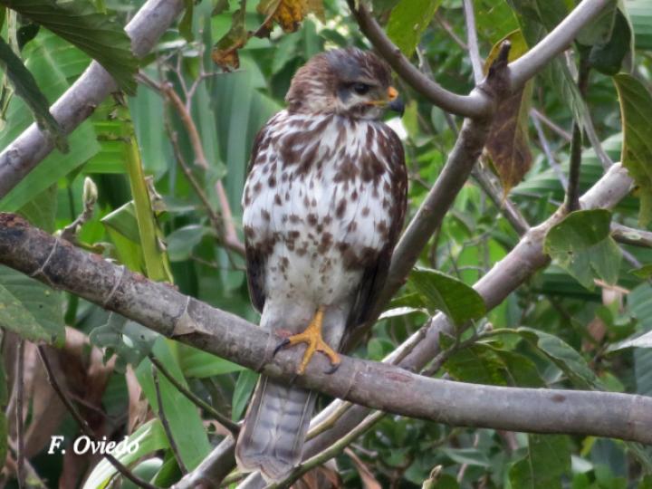 Buteo plagiatus (Gavilán gris juvenil)