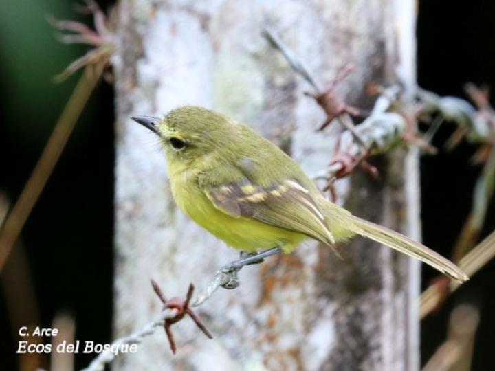 Capsiempis flaveola (Mosquerito amarillo)