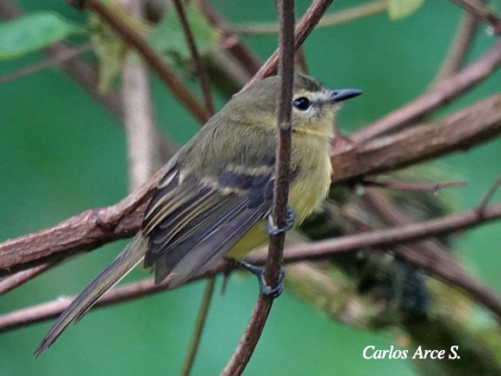 Capsiempis flaveola (Mosquerito amarillo)