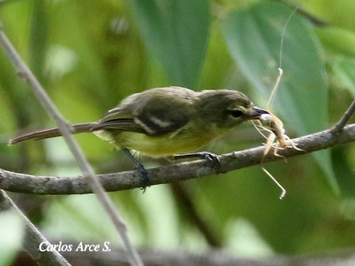 Mosquerito amarillo comiendo un grillo