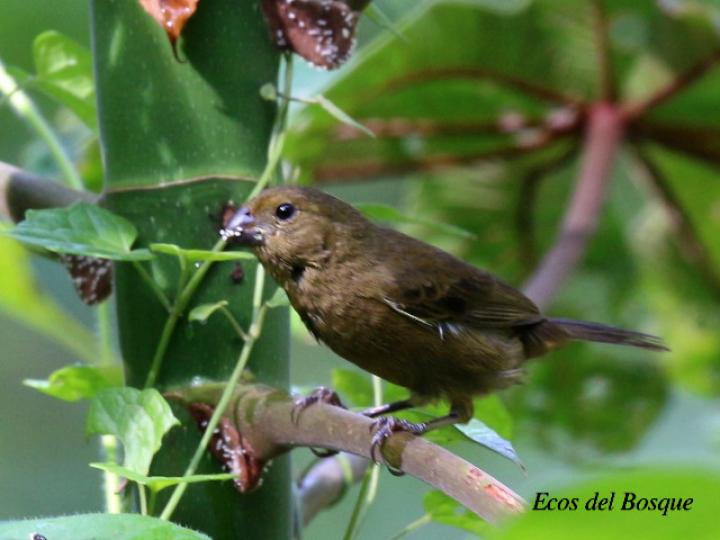 Sporophila funerea en Cecropia obtusifolia